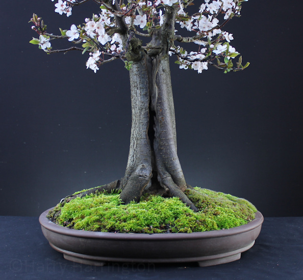 Black Cherry Plum Bonsai 